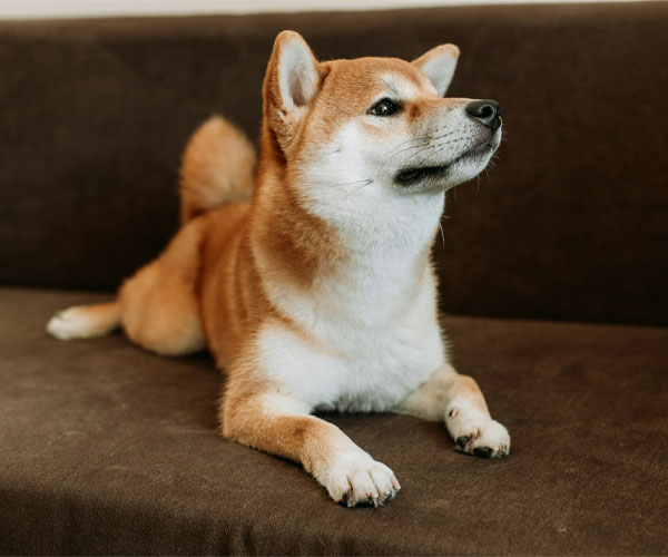 A brown and white dog laying on a brown couch