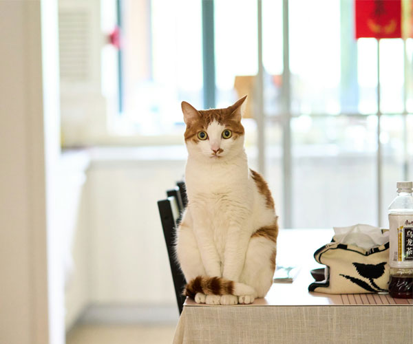 A cat sitting on a table