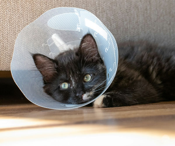 A cat wearing a surgery cone