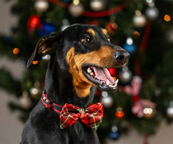 A-doberman-ready-for-holiday-with-holiday-look A Doberman ready for holiday with holiday look