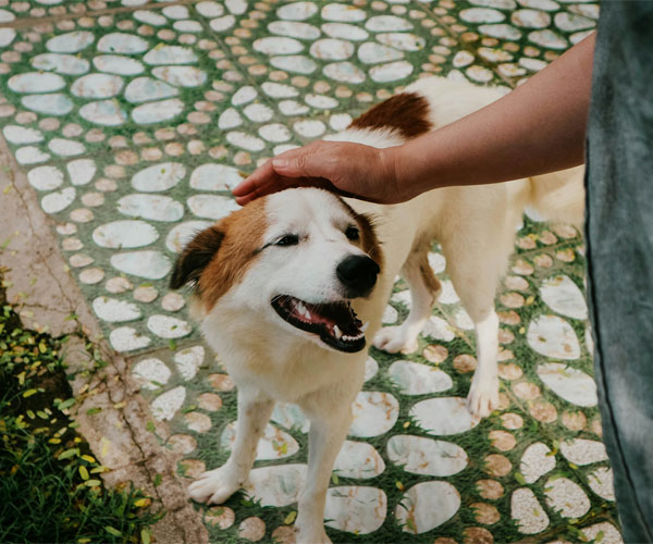 A dog is happy while being pet