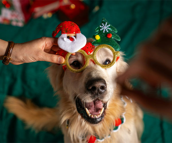 A-golden-retriever-in-a-holiday-mood A golden retriever in a holiday mood