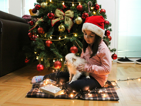 A-kid-wearing-a-christmas-hat-hlding-a-white-small-puppy-infront-of-a-christmas-tree A kid wearing a Christmas hat holding a white small puppy infront of a Christmas tree