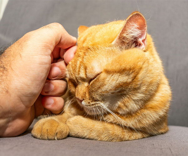 A orange cat being pet