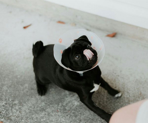 A small black dog