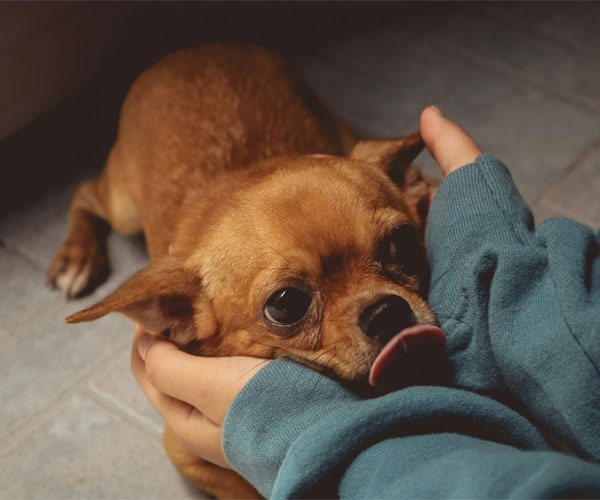 A small dog brown in color