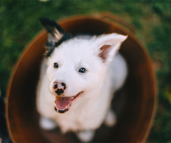 A small white Puppy 