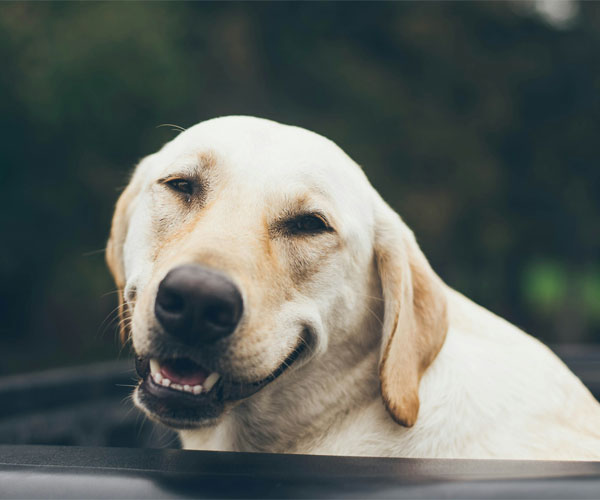 A smiling light brown dog.
