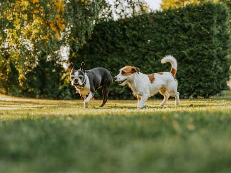 Two dogs playing