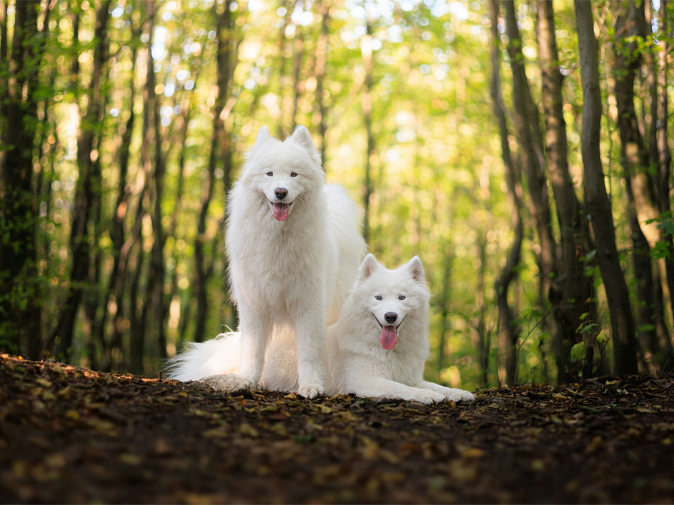 Two Samoyeds in autumn forest