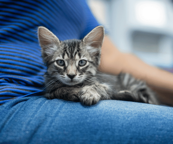 kitten sitting on a womans lap
