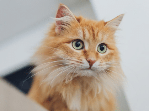 An orange cat with green eyes sitting comfortably